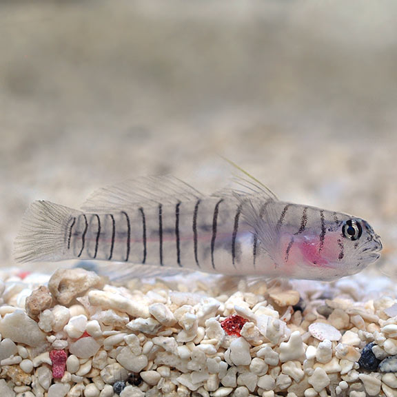 GOBY