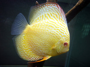 DISCUS