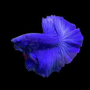 BETTA