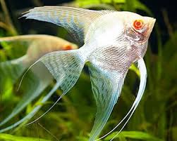 ANGEL FISH (FRESHWATER)