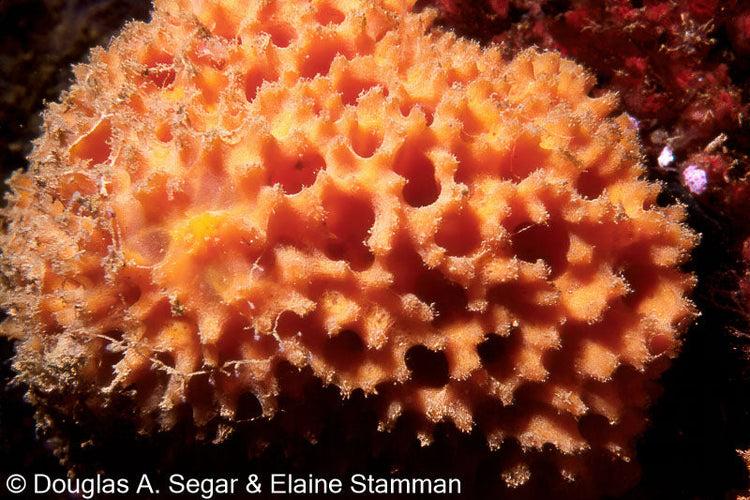 SPONGES