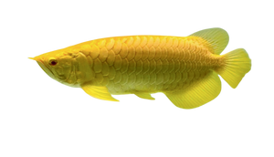 AROWANA