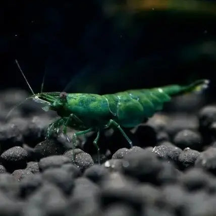 SHRIMPS-Freash