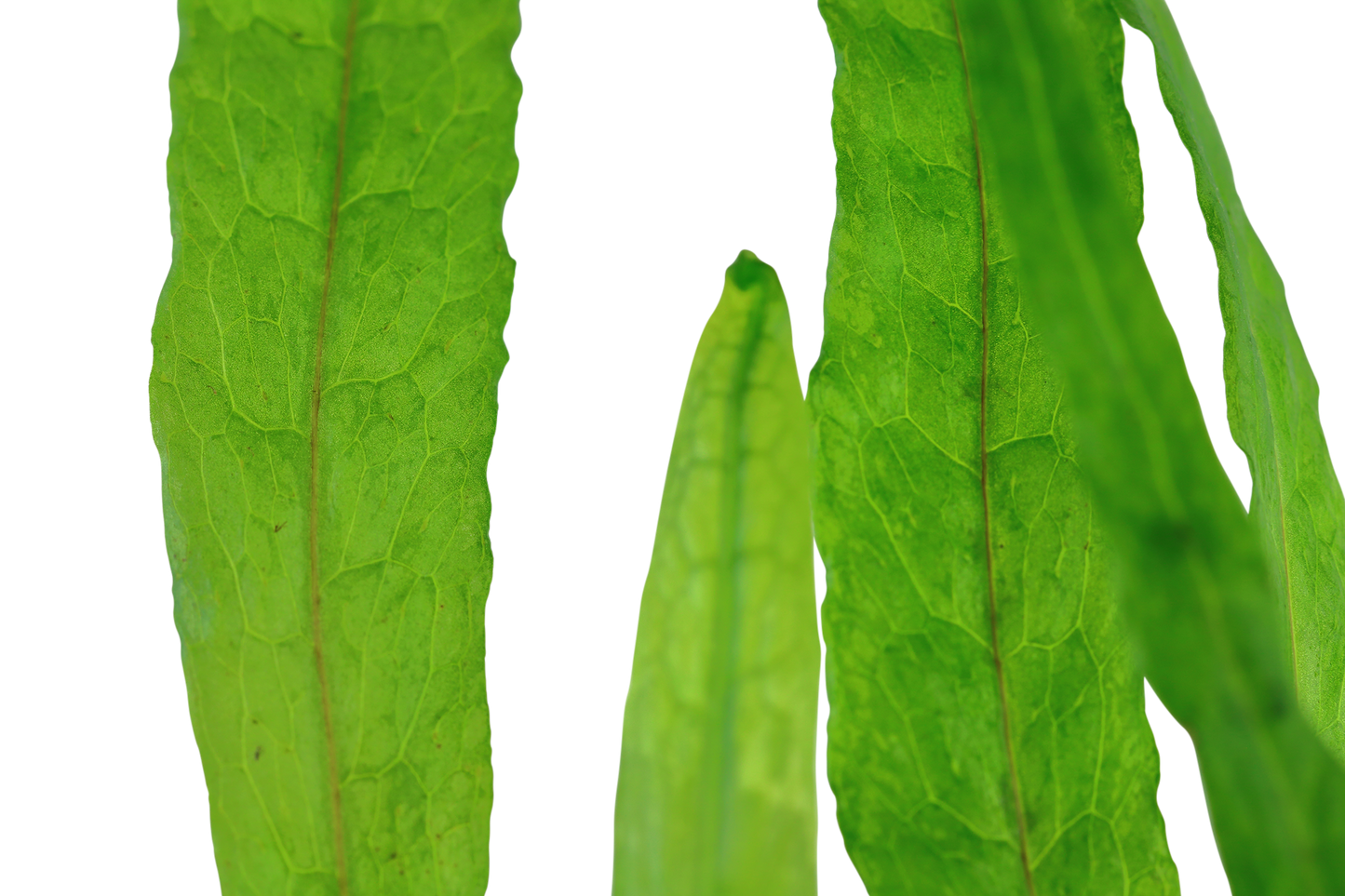 Microsorum pteropus 'Narrow'