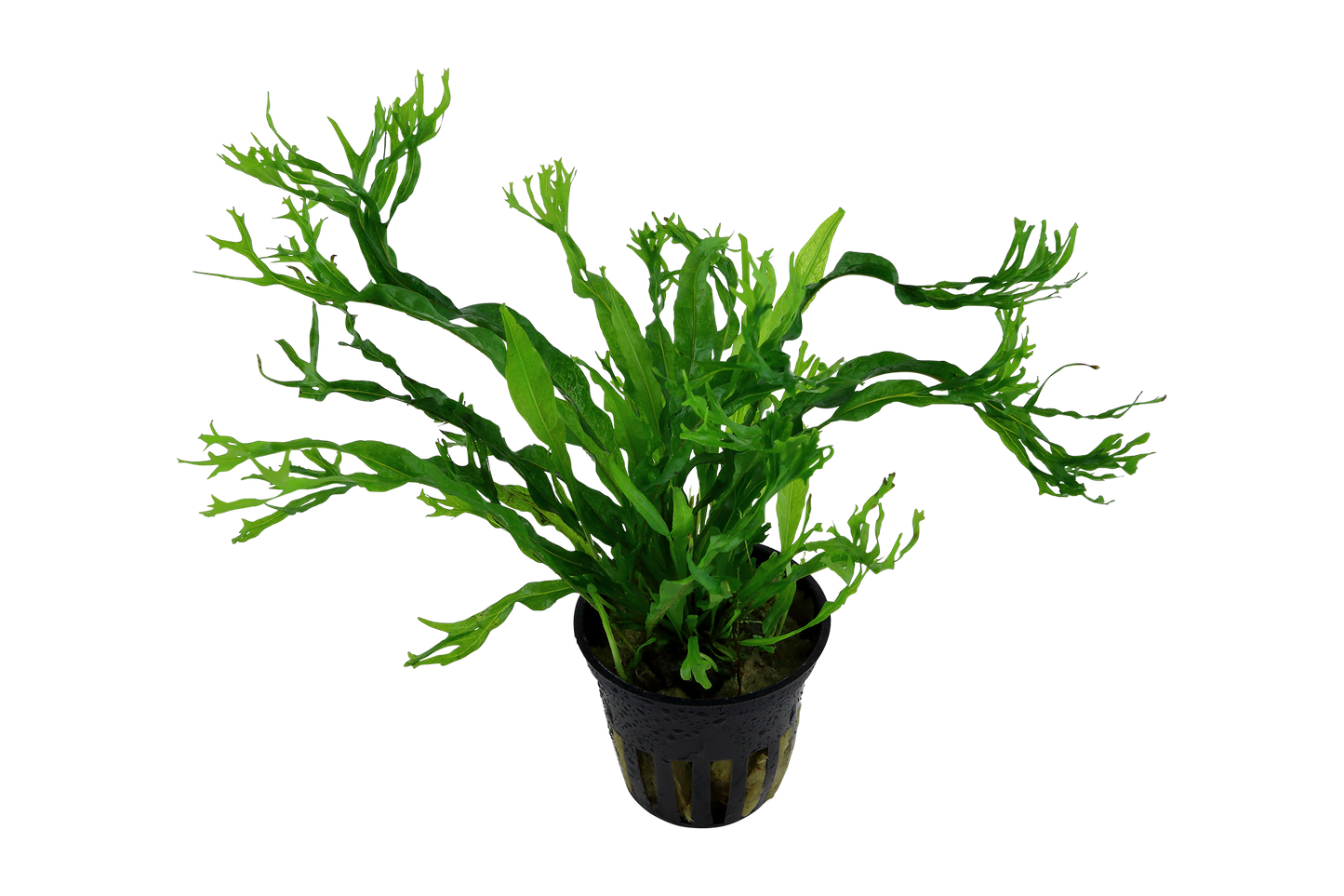 Microsorum pteropus 'Windeløv'