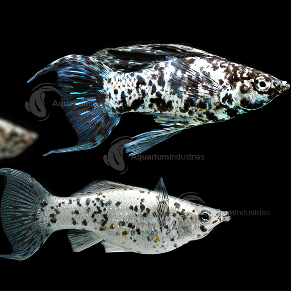 Platinum Marble Lyretail Molly