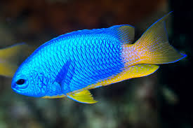 Neon damselfish