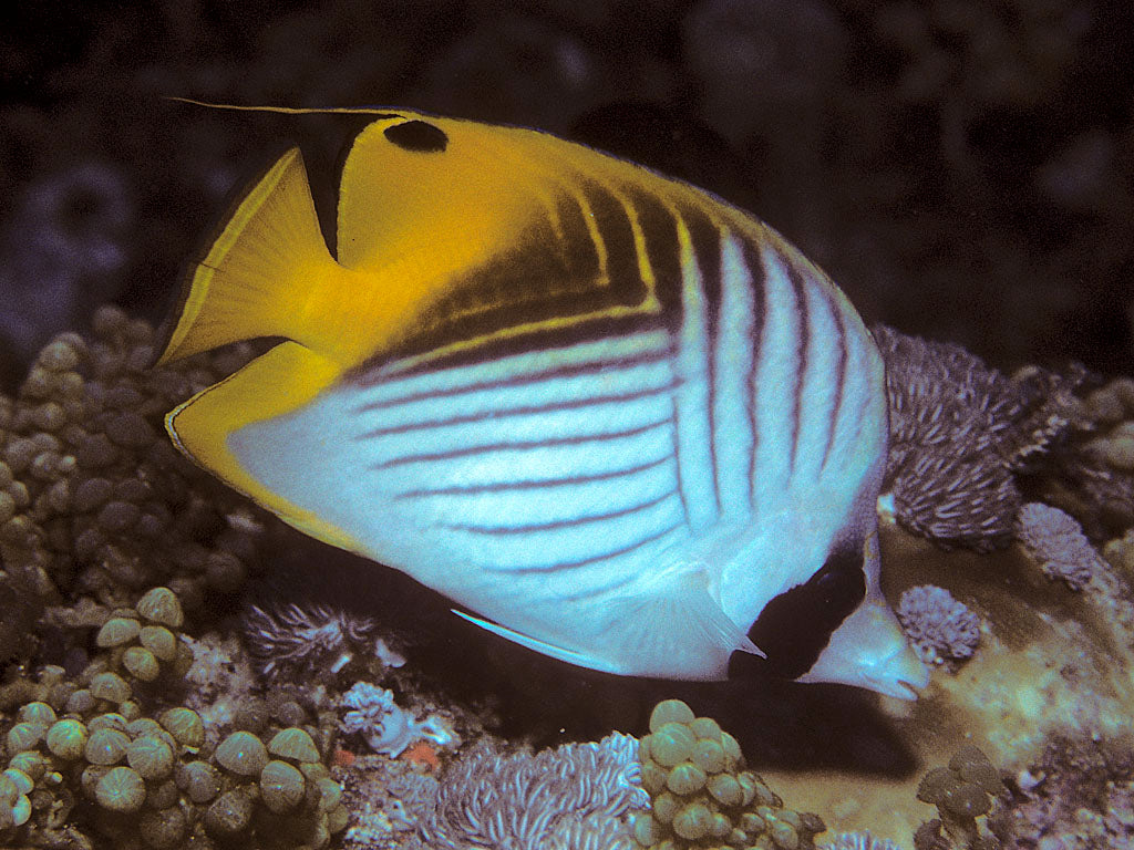 Treadfin Butterflyfish