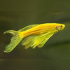 Golden Zebra Danio