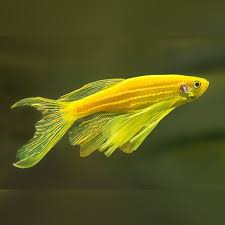 Golden Zebra Danio