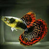 Red Dragon Guppy Fish