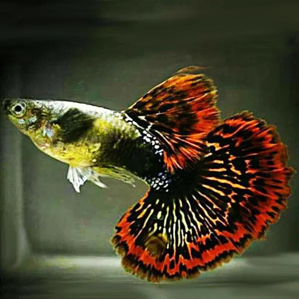 Red Dragon Guppy Fish