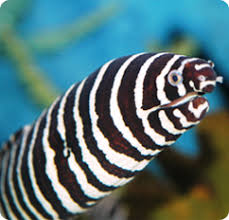 Zebra eels