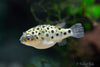 Green Spotted Puffer