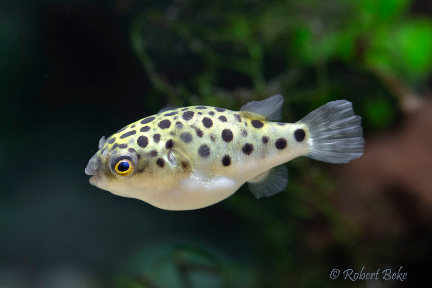Green Spotted Puffer