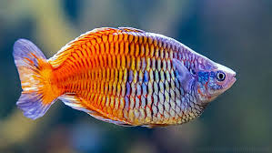 Boesemani Rainbow Fish