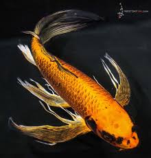 Butterfly Koi