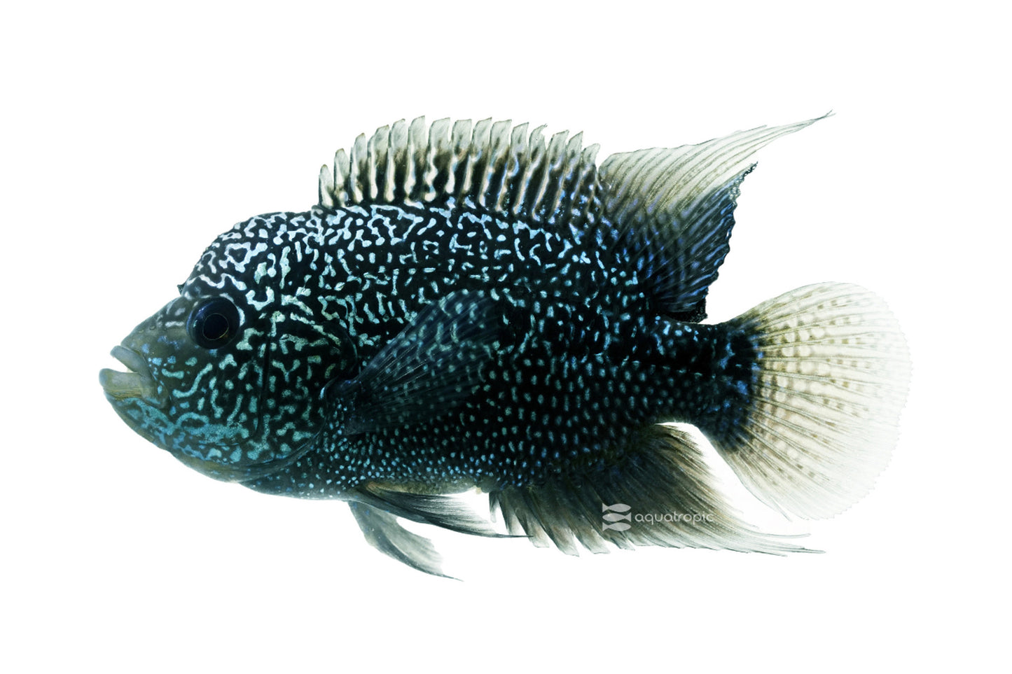 Zen Zhu Flowerhorn Grade A