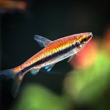 Golden Pencil Tetra