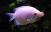 Balloon Kissing Gourami