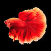 Betta Halfmoon Super Red