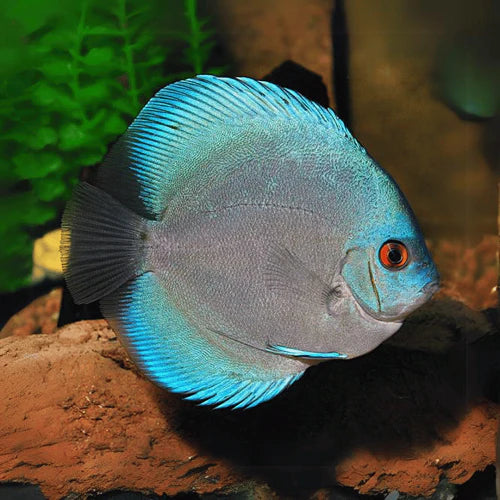 Blue Diamond Discus
