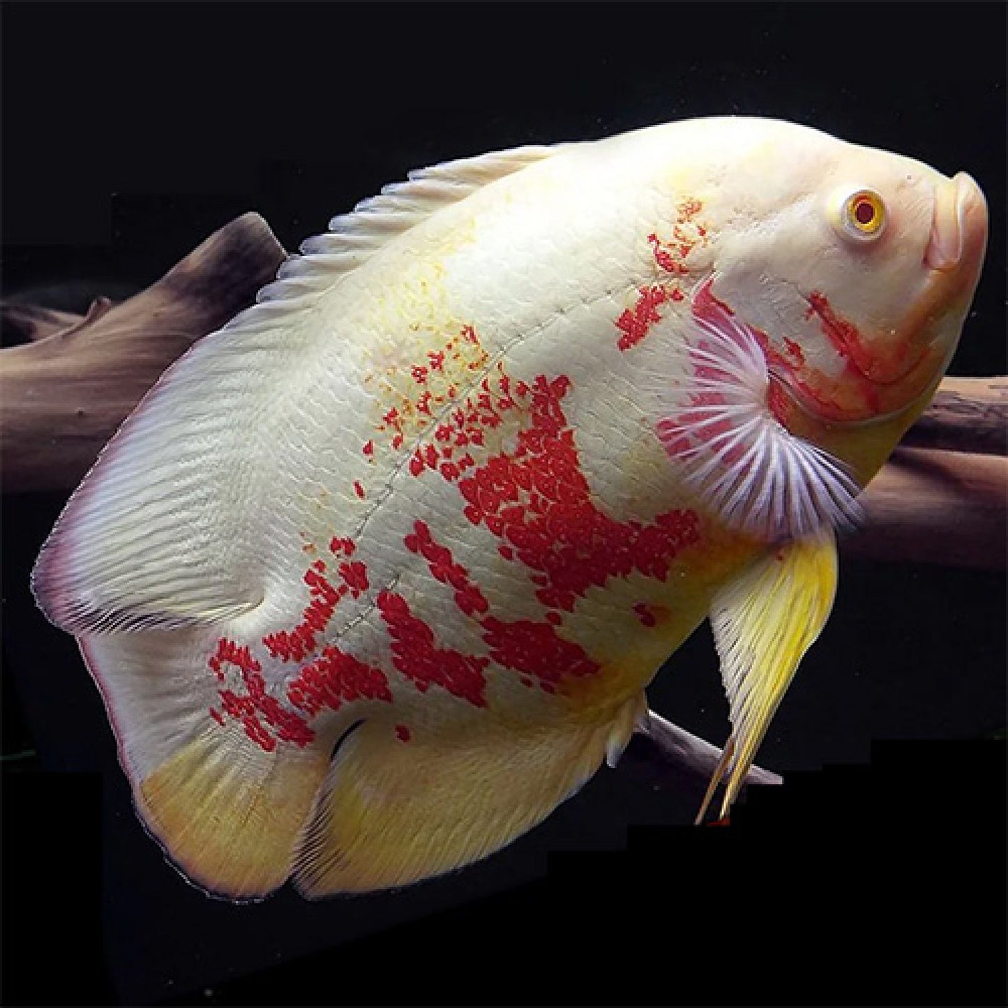 Albino Oscar