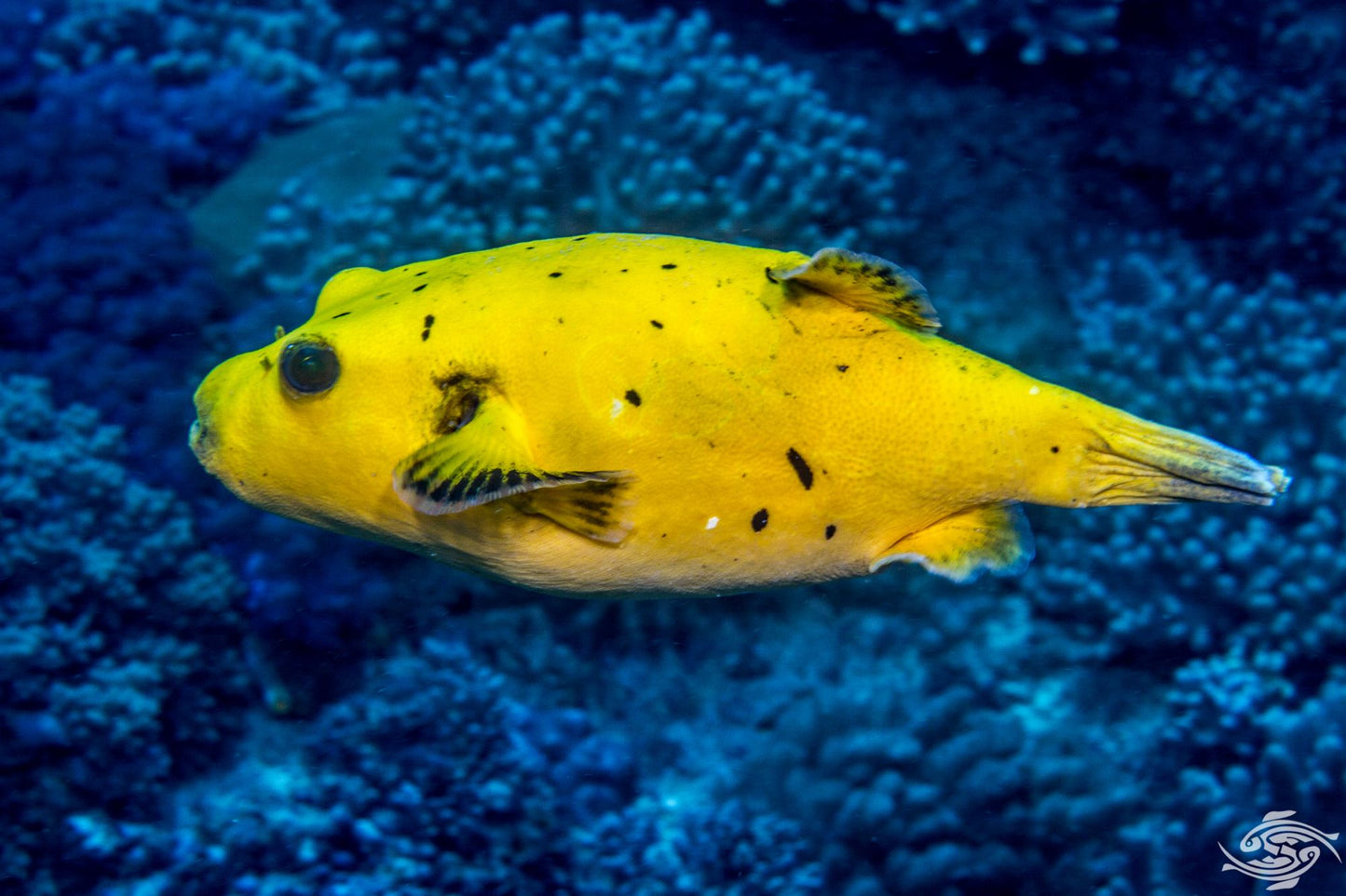 Yellow Golden Puffer