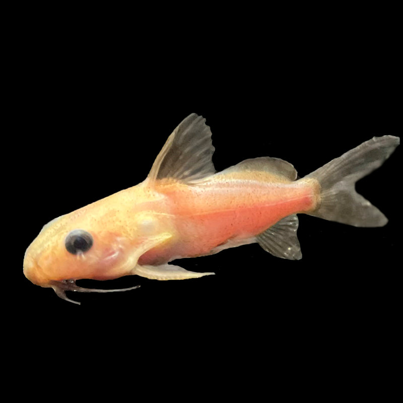False Upside Down Catfish "Golden"