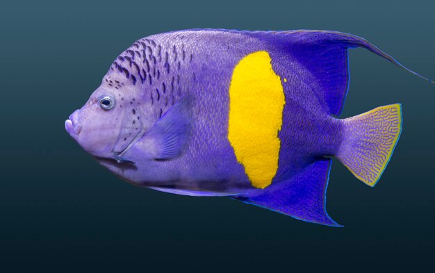 Halfmoon Angelfish