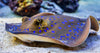 Blue Motoro Stingray