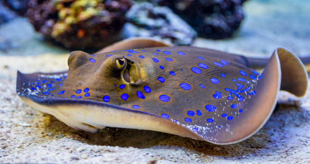 Blue Motoro Stingray