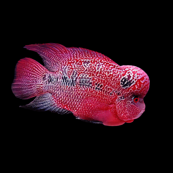 Kamfa Flowerhorn Grade A