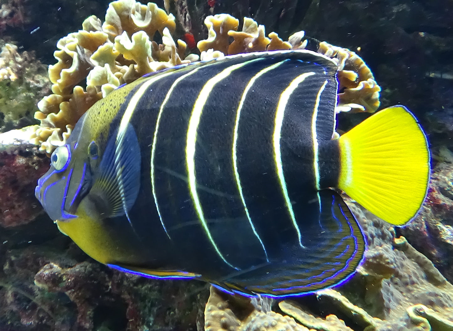 Goldtail Angelfish