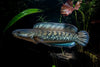 Stewartii Channa - Golden Snakehead