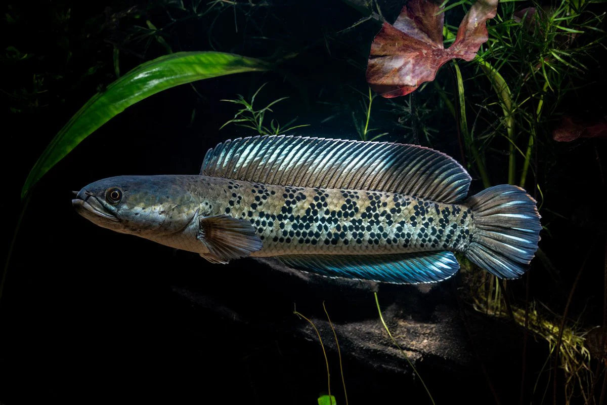 Stewartii Channa - Golden Snakehead