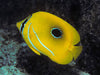 Bluelashed Butterflyfish