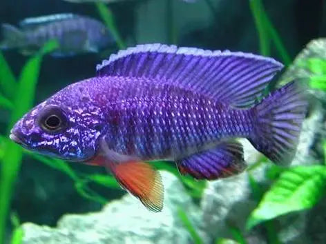 Blue Regal Peacock Cichlid