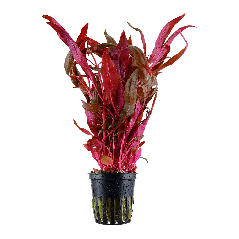 Aquarium plant Alternanthera reineckii 'Rosanervig' in a 5 cm pot with vibrant pink leaves.