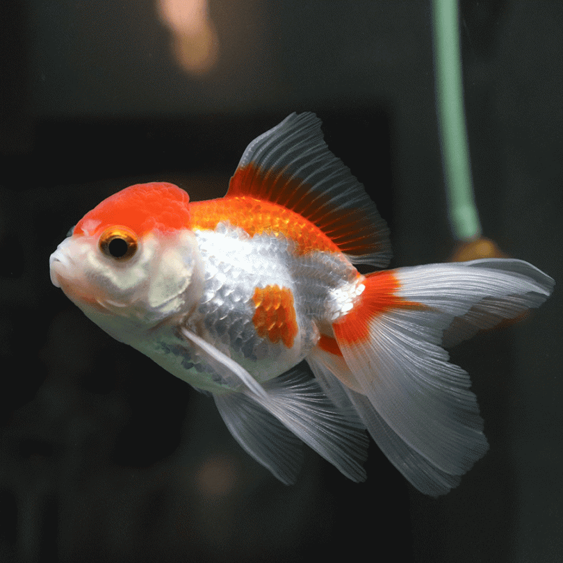 Oranda Red & White