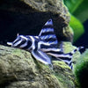 False Zebra Pleco