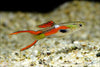 Scissor Orange Tail Rasbora