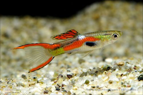 Scissor Orange Tail Rasbora