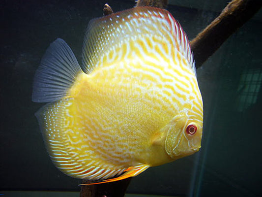 Golden Albino Discus