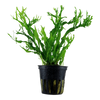 Microsorum pteropus Windeløv aquarium plant in a plastic pot, featuring finely branched green leaves.