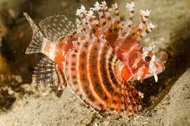 Tailbar Lionfish