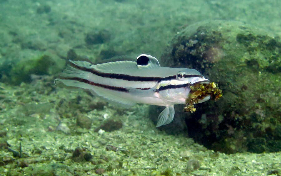 Twostripe goby