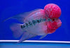 Super Red Dragon Flowerhorn Grade A