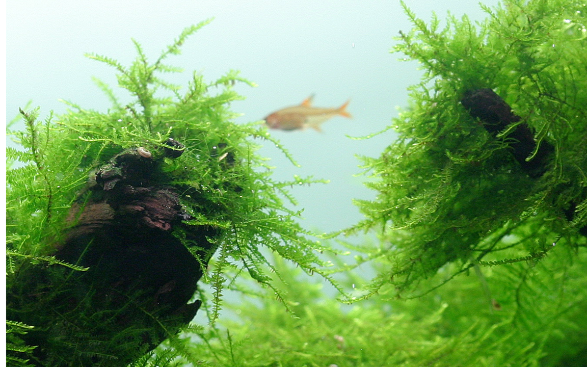 Taxiphyllum barbieri 'Bogor Moss'
