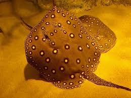 Orange Motoro Stingray